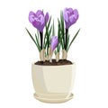 Spring flowers, crocus. Vector illustration.